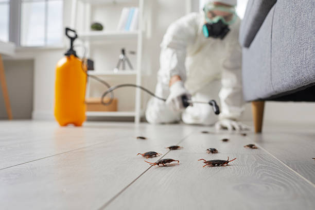 Affordable Termite Control solutions in Bellevue, MI